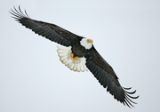 HAWKS, EAGLES, OSPREY